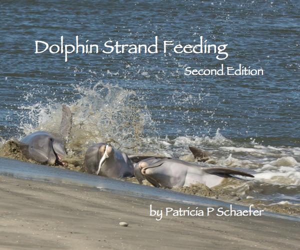 dolphin-strand-feeding-v2